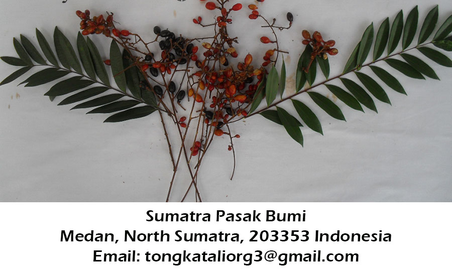 Tongkat Ali twigs with leaves and Tongkat Ali fruits