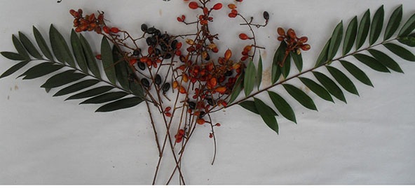 Tongkat Ali twigs with leaves and Tongkat Ali fruits
