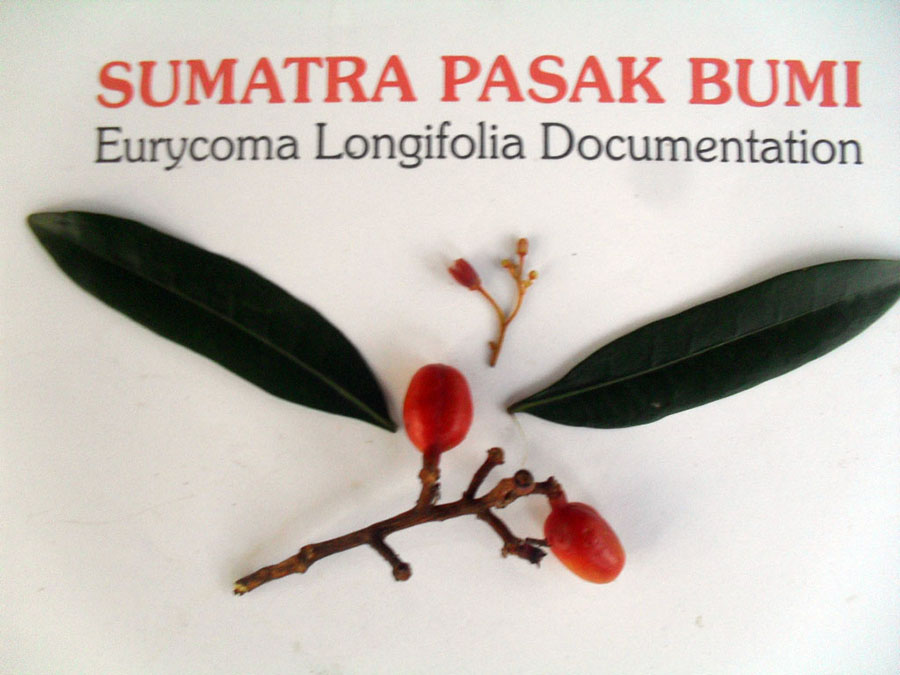 Tongkat Ali flowers, leaves and fruits
