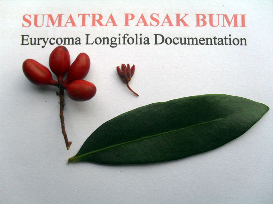 Tongkat Ali flower, leaf and fruits