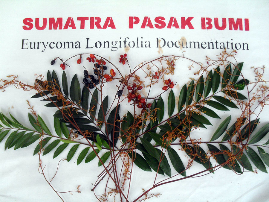 Bunch of Tongkat Ali flowers, leaves and fruits