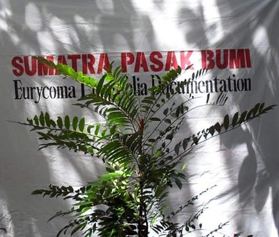 Tongkat Ali young tree