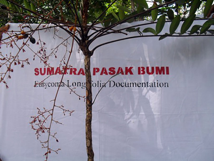 Tongkat Ali young tree