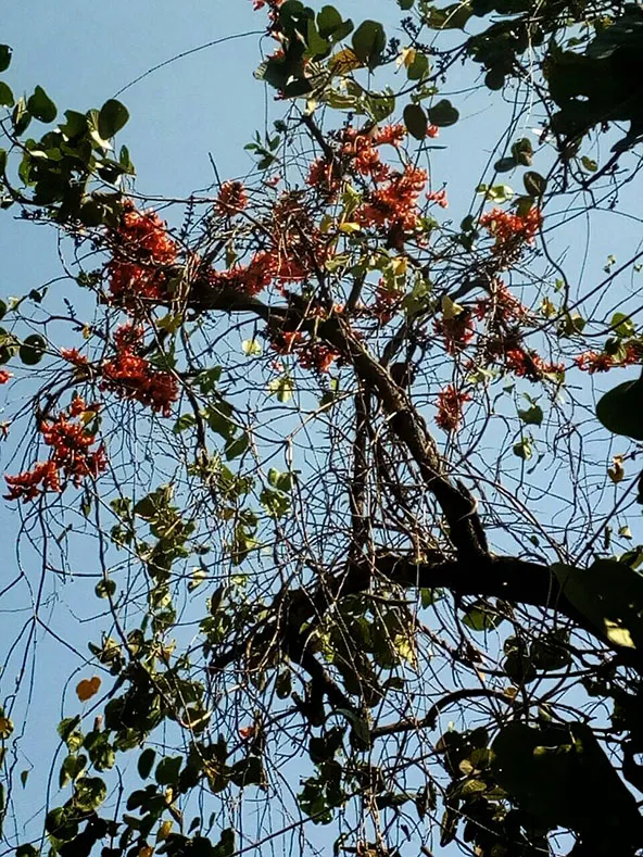 タイ北部の森で宿主の木に絡まるブテア・スーパーバの蔓と赤い花