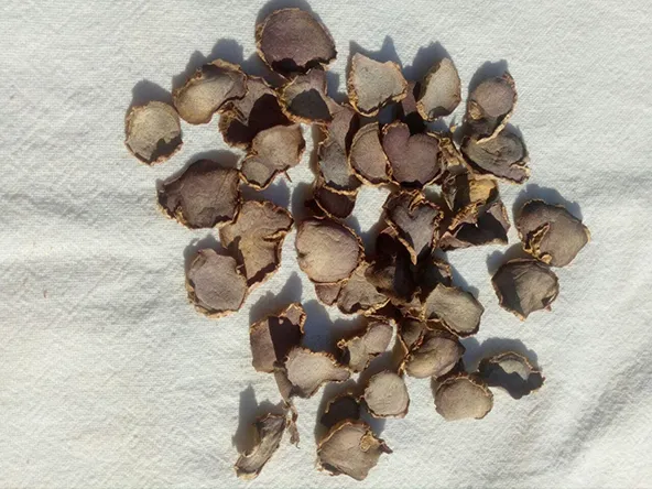 黒ショウガの根茎断面 — 深紫色がPMF高含有の指標