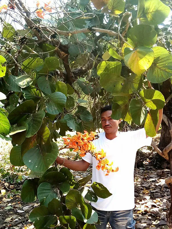 Membre de la tribu Hmong en Thaïlande du Nord avec une liane de Butea superba