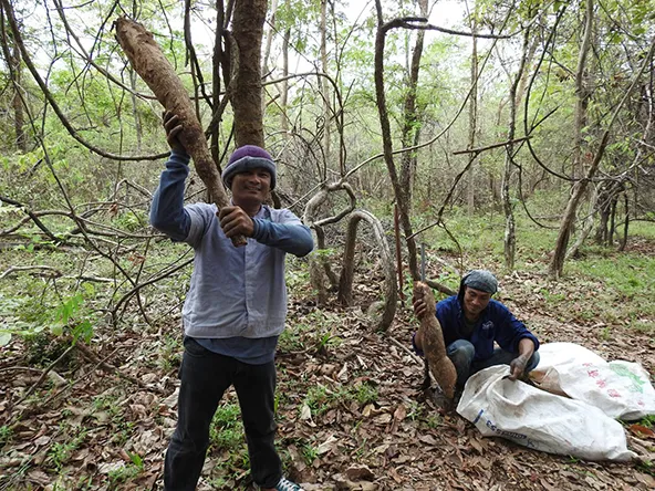 
Hmong tribesmen harvesting Butea Superba tubers in North Thailand
