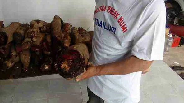 Sumatra Pasak Bumiが使用するブテア・スーパーバの野生採取塊根