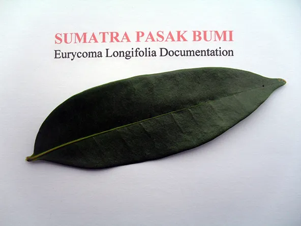 
A priced tongkat Ali leaf