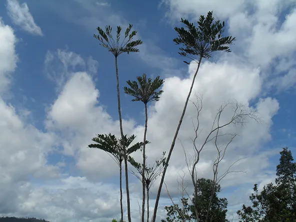 罕见的约15米高东革阿里树照片