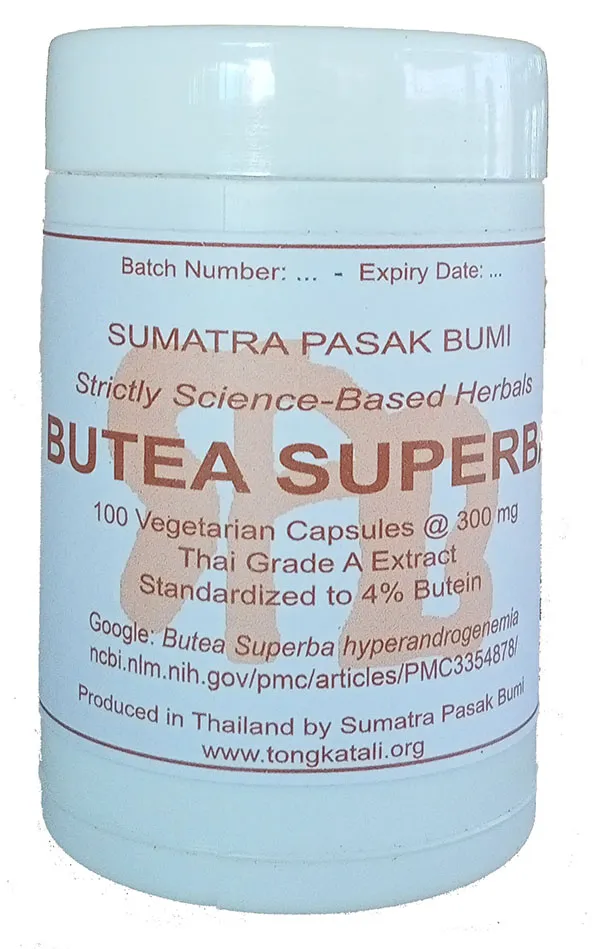 Sumatra Pasak Bumi ブテア・スペルバエキス1本の画像