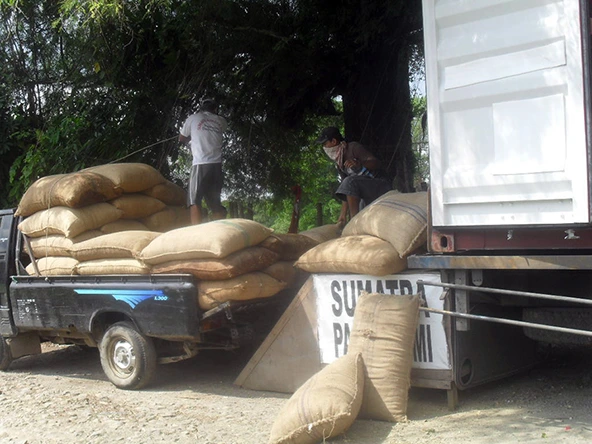 Shredded Tongkat Ali Root in Sacks