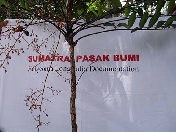 ユリコマ・ロンギフォリアの細い若木の幹——根皮の層構造が観察できる