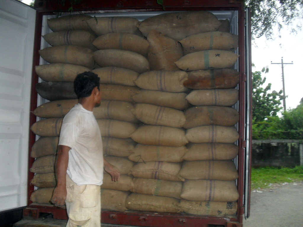 Full Tongkat Ali root chips container ready for transport