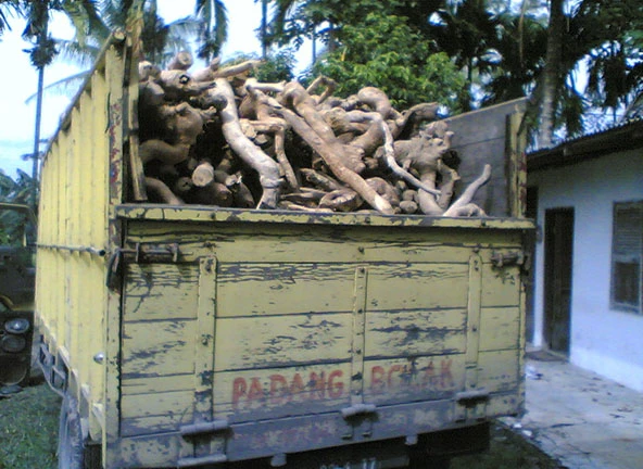 Raw Root Biomass Logistics