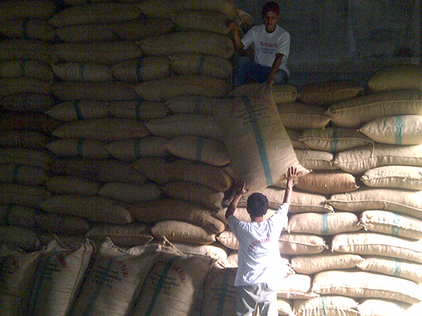 Staff arranging sacks of Tongkat Ali chipped root