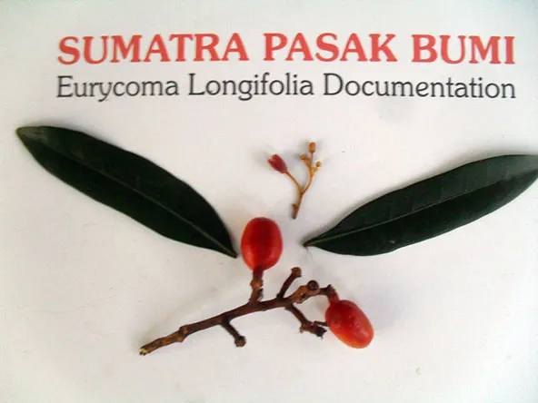 Tongkat Ali flowers, leaves and fruits