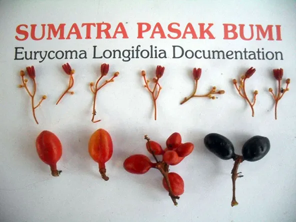 Tongkat Ali flowers and fruits