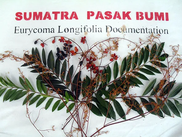 Bunch of Tongkat Ali flowers, leaves and fruits