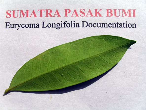 Tongkat Ali young tree