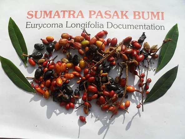 Tongkat Ali flowers, leaves and fruits