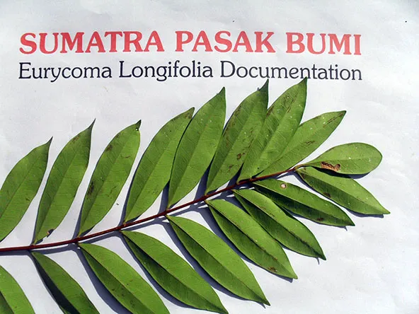 Tongkat Ali flower, leaf and fruits