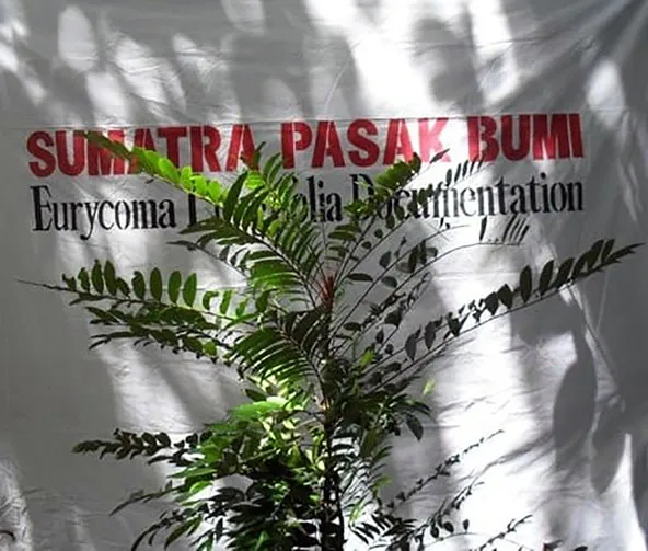 Tongkat Ali young tree